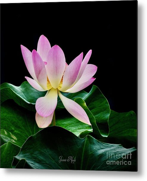 Art Metal Print featuring the photograph The Pink Water Lily by Jeannie Rhode