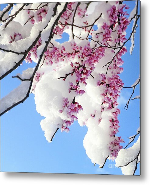 Redbud Metal Print featuring the photograph Redbud Blossoms and April Snow 5010 by Jack Schultz