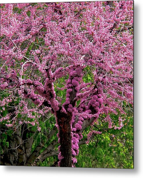 Redbud Metal Print featuring the photograph Redbud by Rona Black