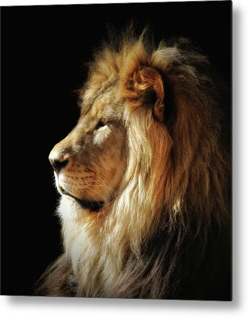 Lions Metal Print featuring the photograph RIP Shombay by Elaine Malott