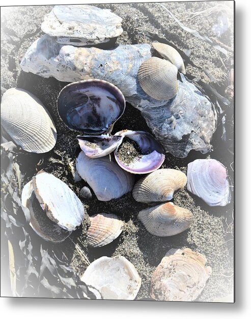 Seashells Metal Print featuring the photograph Seashells on the Shoreline by James Cousineau