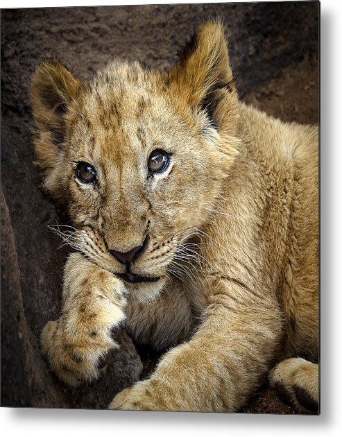 Lion Metal Print featuring the photograph Sleepy Lion Cub by Linda Villers