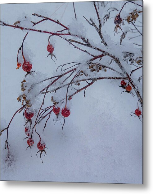 Winter Metal Print featuring the photograph Snow On Winter Wild Rose Hips by Phil And Karen Rispin
