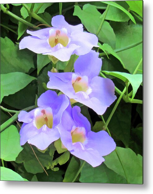 Flower Metal Print featuring the photograph Sunbathing Blue Sky Vine by Roberta Byram