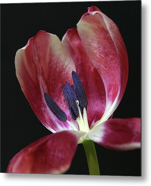 Macro Metal Print featuring the photograph Tulip Red 042207 by Julie Powell