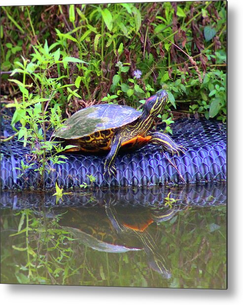 Turtle Metal Print featuring the photograph Turtle Reflection by Christopher Reed