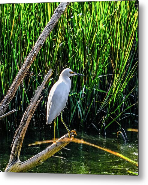 Saint Simons Island Metal Print featuring the photograph White Egret in Wetland Marsh by Darryl Brooks