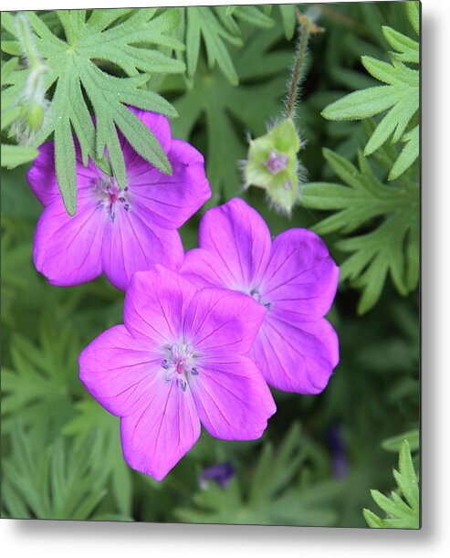 Flowers Metal Print featuring the photograph Wild Geraniums by Bob Falcone