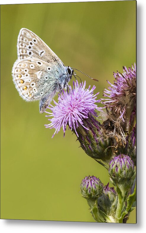 Common Blue Metal Print featuring the photograph Blue Butterfly by Chris Smith