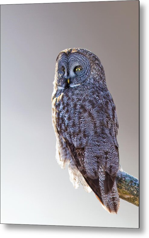 Bird Metal Print featuring the photograph Lapland Owl by Mircea Costina Photography