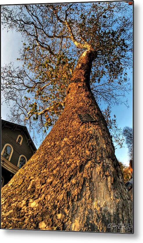  Metal Print featuring the photograph 001 Oldest Tree Believed to be Here in the Q.C. Series by Michael Frank Jr