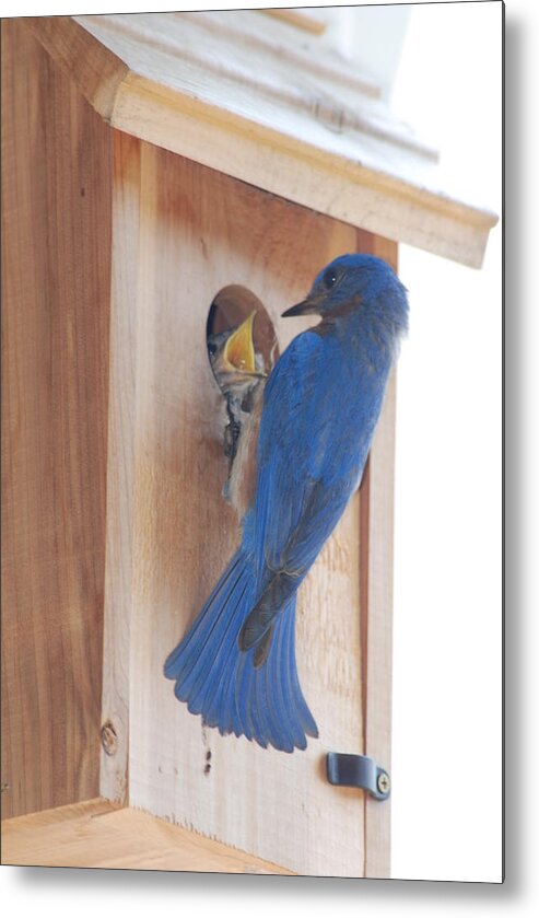 Bird Metal Print featuring the photograph Bluebird of Happiness by Kenny Glover