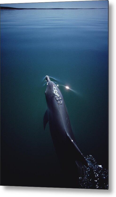 Feb0514 Metal Print featuring the photograph Bottlenose Dolphin Surfacing Australia #1 by Flip Nicklin