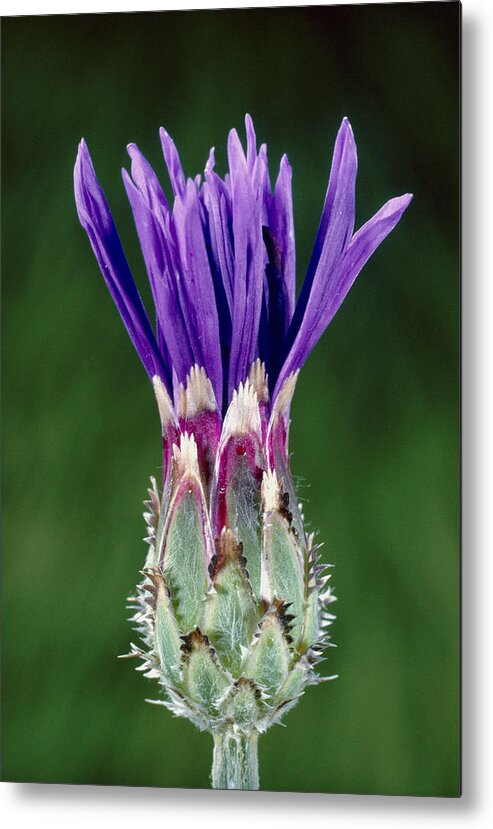 Angiosperm Metal Print featuring the photograph Cornflower #1 by Perennou Nuridsany