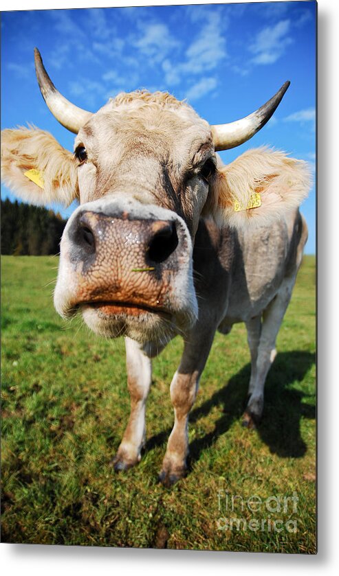 Cow Metal Print featuring the photograph cow by Hannes Cmarits
