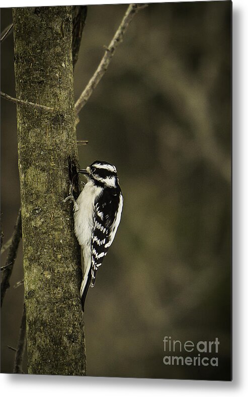 Downy Metal Print featuring the photograph Downy Woodpecker by Brad Marzolf Photography