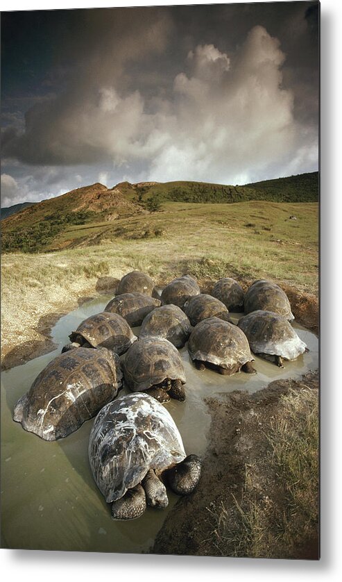 Feb0514 Metal Print featuring the photograph Galapagos Giant Tortoises Wallowing #1 by Tui De Roy