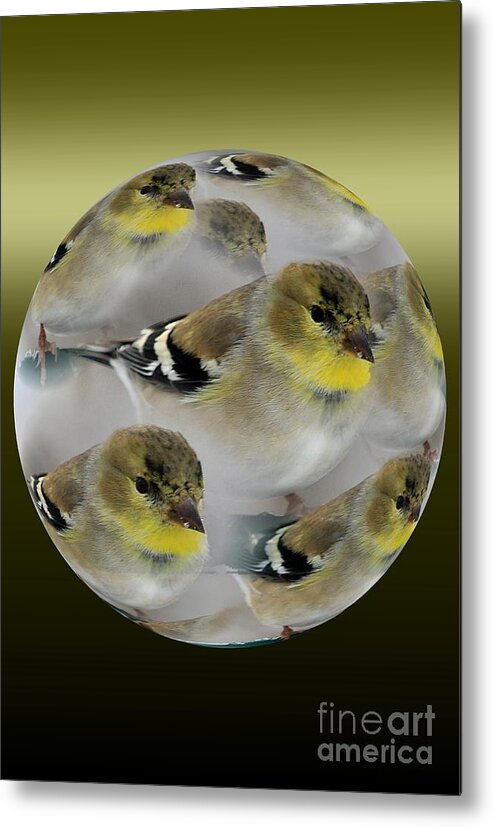 Bird Metal Print featuring the photograph GoldFinch #1 by Rick Rauzi