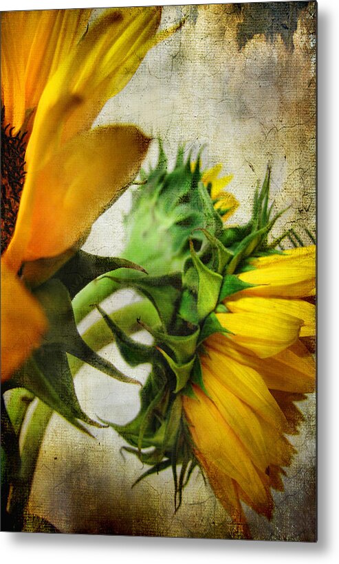 Sunflowers Metal Print featuring the photograph Look away #1 by John Rivera