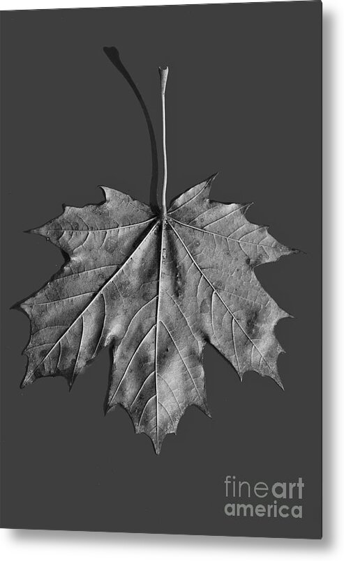 Maple Metal Print featuring the photograph Maple Leaf #2 by Steven Ralser