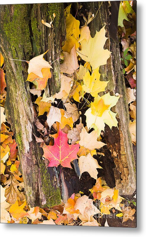 Arbretum. Fall Metal Print featuring the photograph Maple leaves #1 by Steven Ralser