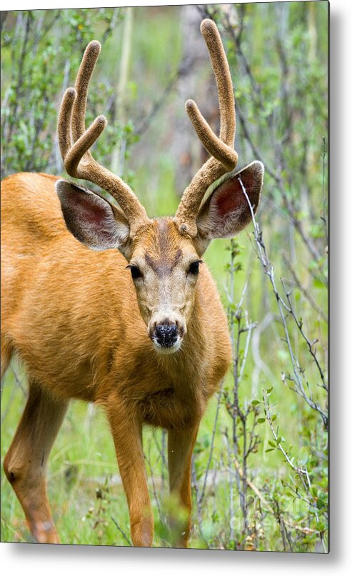 Aspen Metal Print featuring the photograph Mule Deer Buck #1 by Steven Krull