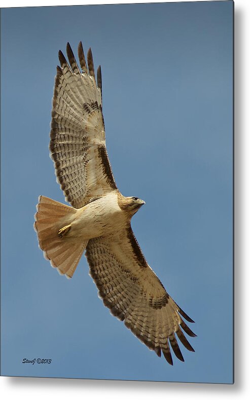 Hawk Metal Print featuring the photograph Roxborough Park Road Red Tail Hawk by Stephen Johnson