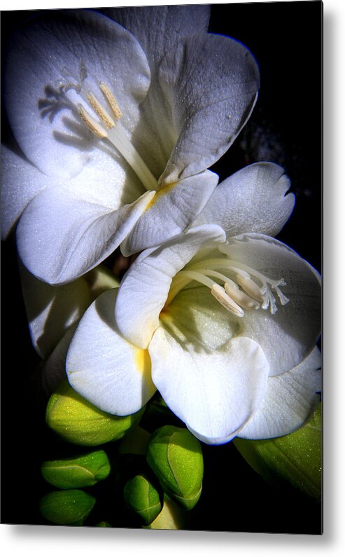 Serenity Metal Print featuring the photograph Serenity #1 by Her Arts Desire