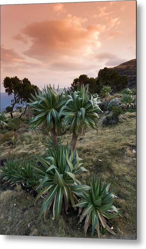 Simien Mountains Metal Print featuring the photograph Simien Escarpment Landscape At Sunrise #1 by John Elk