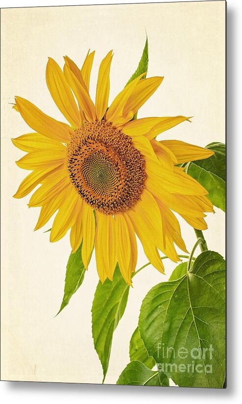 Sunflowers Metal Print featuring the photograph Sunflower #3 by Edward Fielding