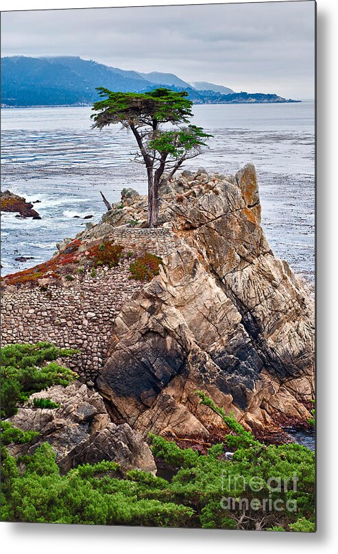 Lone Cypress Metal Print featuring the photograph The famous Lone Cypress tree at Pebble Beach in Monterey California #1 by Jamie Pham