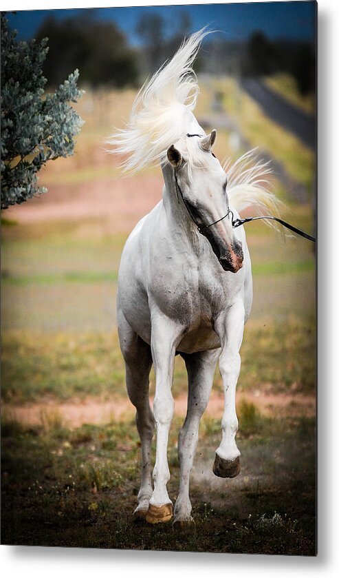 Silverwind Van Nina Metal Print featuring the photograph The White Stallion #1 by Janice OConnor