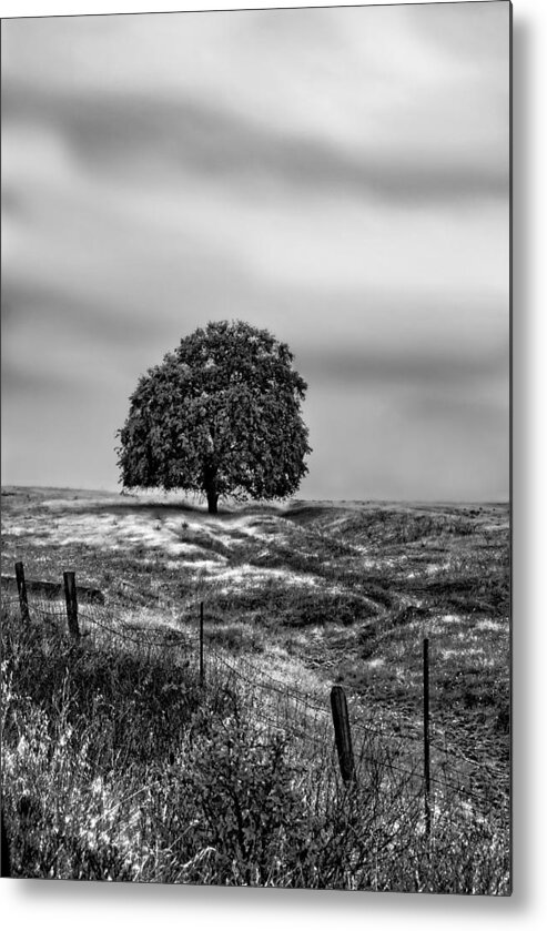 Tree Metal Print featuring the photograph Valley Oak Majesty by Abram House