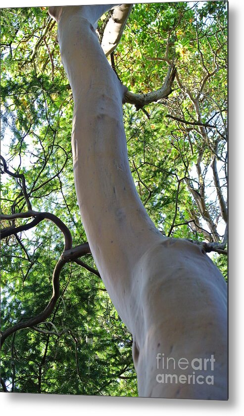  Metal Print featuring the photograph Arbutus by Sharron Cuthbertson