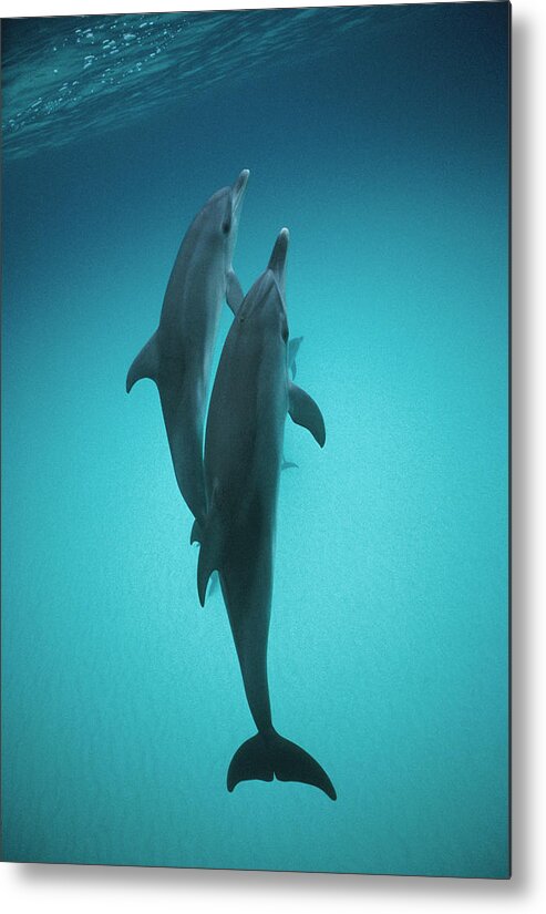 Feb0514 Metal Print featuring the photograph Atlantic Spotted Dolphin Pair Bahamas by Flip Nicklin