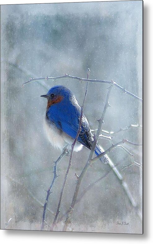 Birds Metal Print featuring the photograph Blue Bird by Fran J Scott