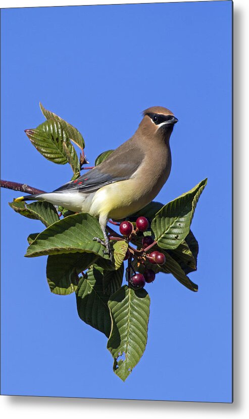 Cedar Waxwing Metal Print featuring the photograph Cedar Waxwing #2 by Angie Vogel