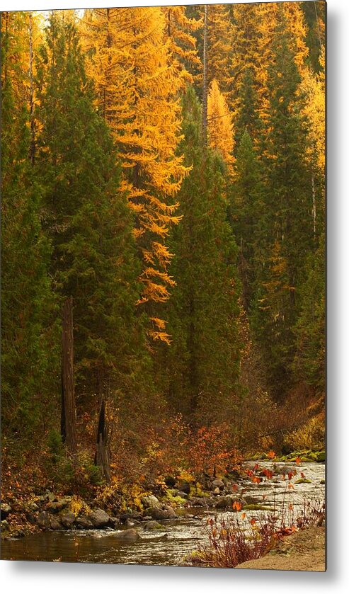 Northeastern Washington Metal Print featuring the photograph Fall at Sheep Creek #2 by Loni Collins