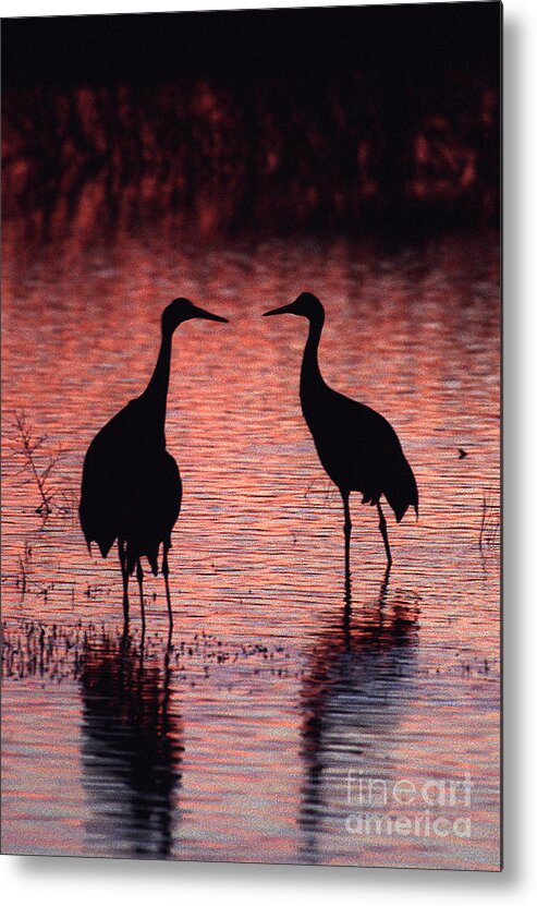 Birds Metal Print featuring the photograph Sandhill cranes by Steven Ralser
