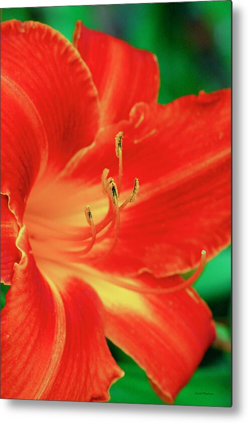 Lily Metal Print featuring the digital art Red, Orange and Yellow Lily by Crystal Wightman