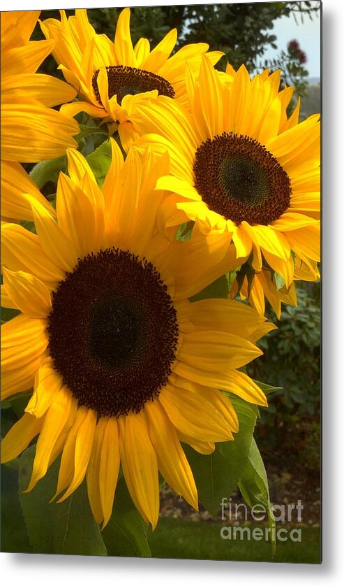 Nature Metal Print featuring the photograph Sunflowers #2 by Arlene Carmel