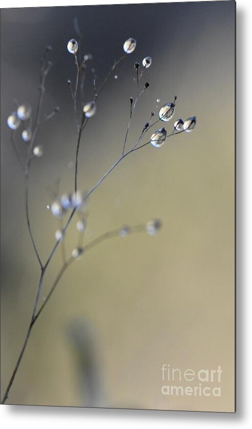 Drops Metal Print featuring the photograph Drops #3 by Sylvie Leandre