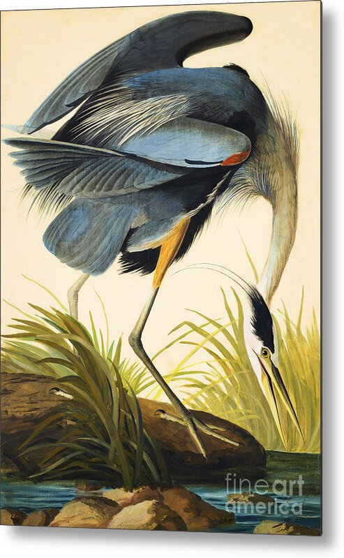 Audubon Watercolors Metal Print featuring the drawing Great Blue Heron #4 by Celestial Images