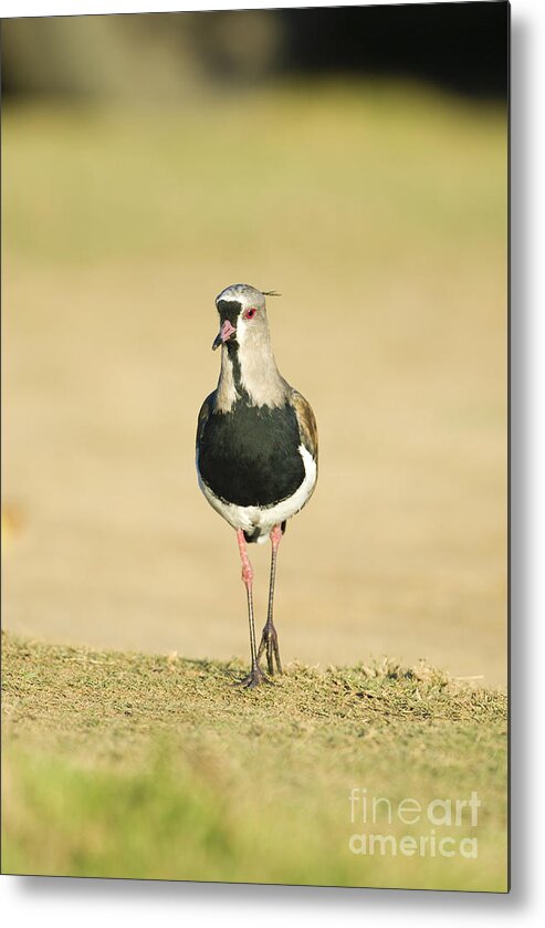 Nature Metal Print featuring the photograph Southern Lapwing #3 by William H. Mullins