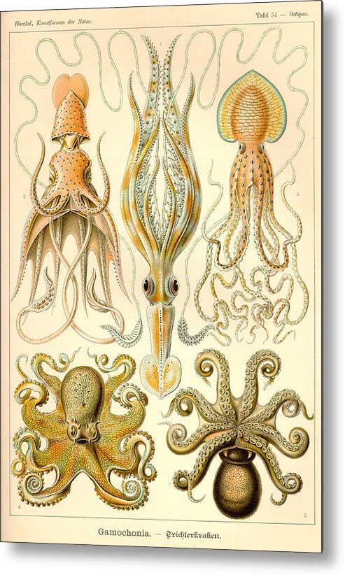 Art Forms In Nature Sea Life Metal Print By Ernst Haeckel
