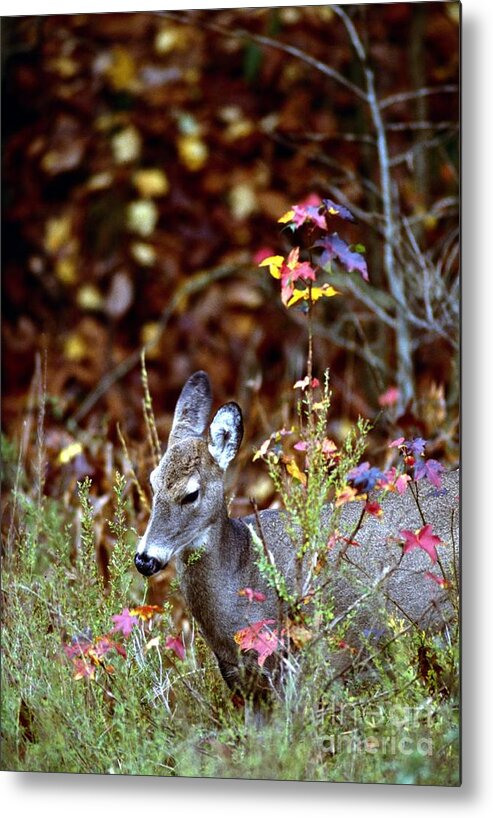 Nature Metal Print featuring the photograph White-tailed Deer #46 by Jack R Brock