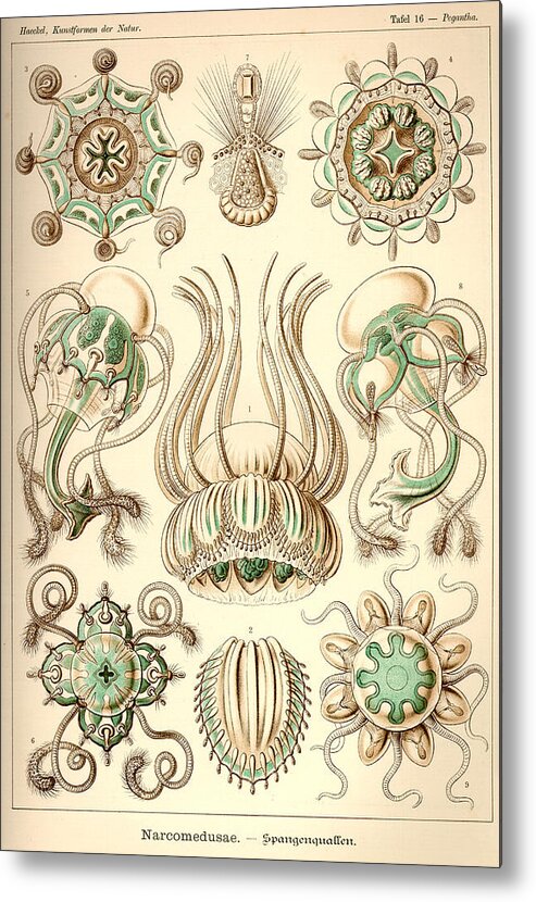 Ernst Haeckel Art Forms In Nature Fine Art Canvas Print Orchids Art Prints Art