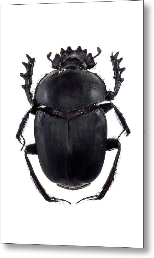 1 Metal Print featuring the photograph Dung Beetle #6 by F. Martinez Clavel