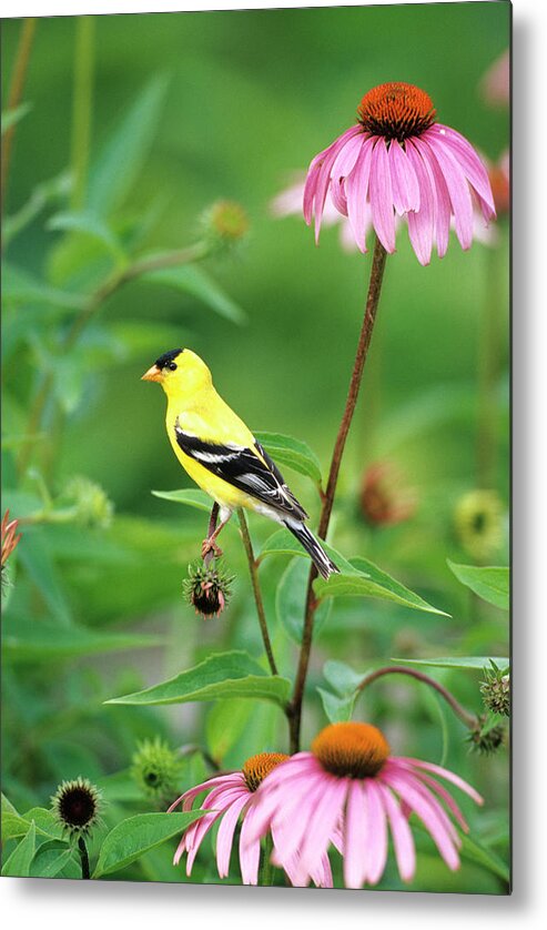 American Goldfinch Metal Print featuring the photograph American Goldfinch (carduelis Tristis #7 by Richard and Susan Day