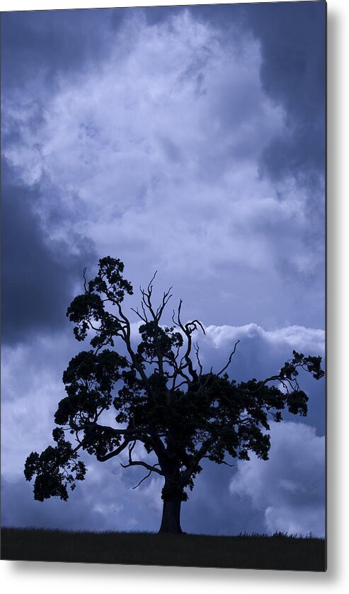 Art Shapes Colors Metal Print featuring the photograph A Flash of Blue Tree by Sally Ross